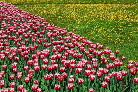Red and white 'Canadiana' - Triumph Tulips and yellow Taraxacum officinale - Dandelion flowers in