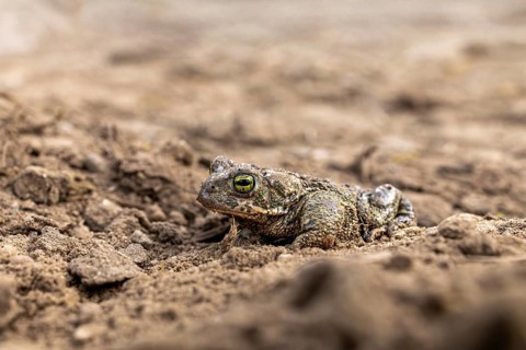 A toad resting on dry, earthy ground in its natural habitat, common toad (Epidalea calamita, Bufo