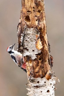 Woodpecker on a tree trunk with reddish plumage and rough bark, natural setting, middle spotted