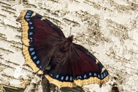 Camberwll beauty, mourning cloak, nymphalis antiopa, mourning cloak, butterfly, insects, butterfly,