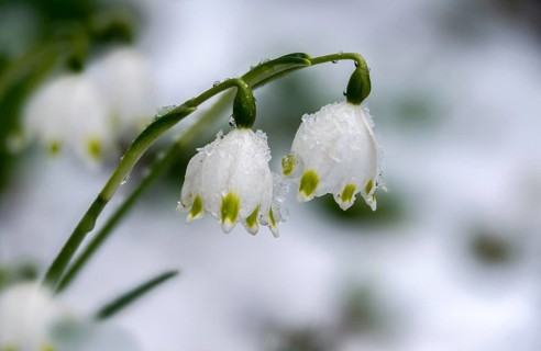 Amaryllidaceae, spring knot flower, leucojum vernum, fairy tale cup, daffodil, flora, plants,