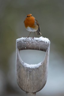 European robin (Erithacus rubecula) adult bird on a snow covered garden fork handle in winter,
