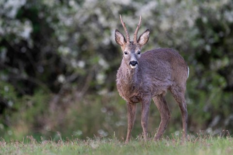 Roebuck (Capreolus capreolus), Rhineland-Palatinate, Germany