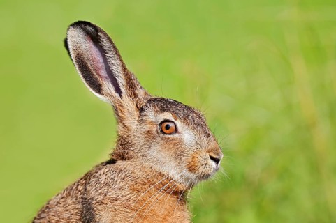 European hare (Lepus europaeus), young hare, portrait, North Rhine-Westphalia, Germany