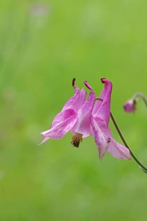 Common Columbine (Aquilegia vulgaris), pink flower at the edge of the woodland, in spring,
