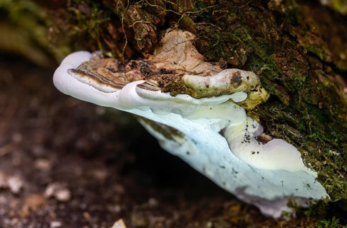 Flat lacquer porling, ganoderma applanatum, ganoderma lipsiense, lacquer porling, painter's