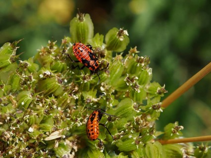 Two red bugs, the rock knight bug (Spilostethus saxatilis), on a green plant in their natural