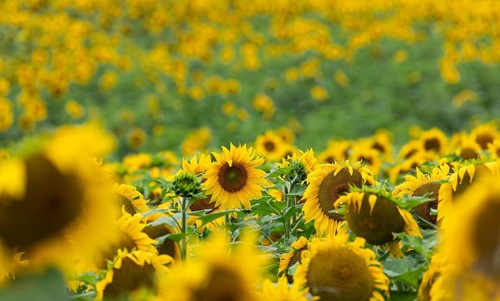 Horizontal close-up view of vibrant yellow blooming sunflowers (Helianthus annuus) in a field with