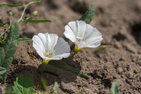 Field Winds, Convolvulaceae, Convolvulus Arvensis, Winch, Field Bindweed, Flora, Plants, Winds