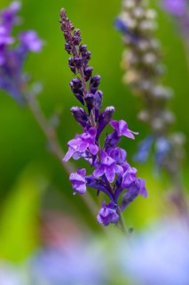 Naturalization tendency, linaria purpurea, purple toadflax, purple linherb, ornamental plant,