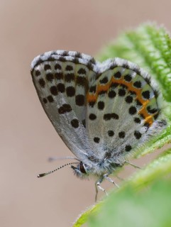 Chequered blue, midget blue, Scolitantides Orion, butterfly, high size, portrait format, insects,