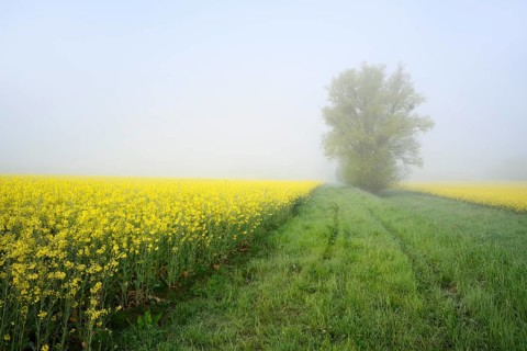 White willow (Salix alba) and a field of flowering rapeseed (Brassica napus) in the morning mist,