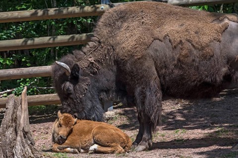 American Bison with newborn calves (Bos bison bison), Tiergarten, Nuremberg, Middle Franconia,