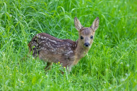 European roe deer (Capreolus capreolus), cute vulnerable fawn hidden in long grass in meadow,