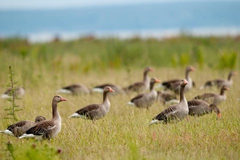 Anser Anser, Greylag or Graylag Goose, Grelag Goose, Anatidae, Birds, Duckbirds, Goose, Geese,