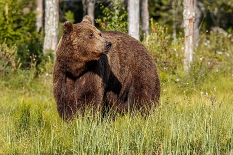 Brown Bear (Ursus arctos), on forest, Kainuu, Finland