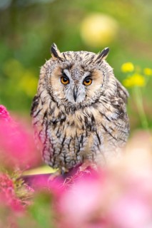 Long-eared owl (Asio otus), or lesser horned owl, sitting in middle of blossoming flowers, captive,