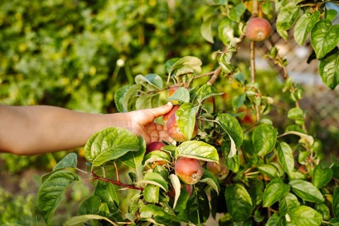 A child's hand plucks an apple from an apple branch. A boy harvests ripe apples grown in the garden