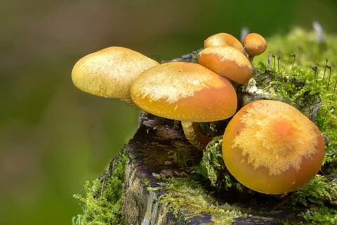 Real stick sponge, European stick sponge, Galerina mutabilis, common stick sponge, Kühneromyces