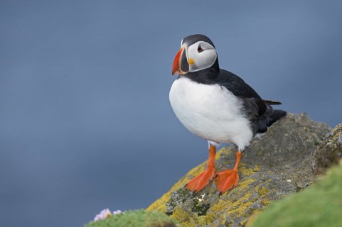 Atlantic Puffin (Fratercula arctica) on cliff, Iceland