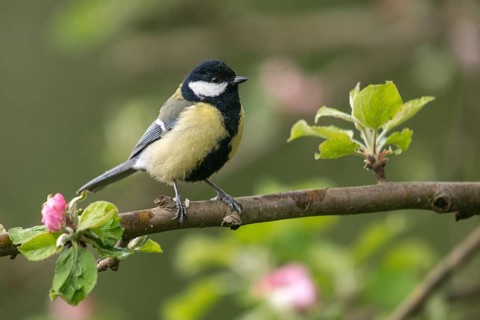Great tit, great tit, fruit tree blossom, parus major, birds, spring, garden birds, tits, passeri,