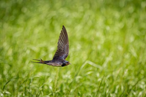 A bird with outstretched wings flies over a green landscape, a barn swallow (Hirundo rustica) in