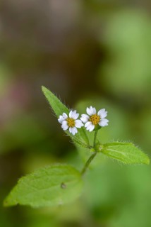 Asteraceae, hairy button herb, French herb, galinsoga ciliata, galinsoga quadriradiata, button