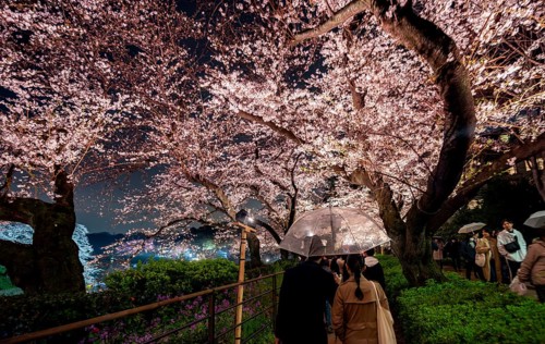 People walking under blooming illuminated cherry trees at night, Japanese cherry blossoms in