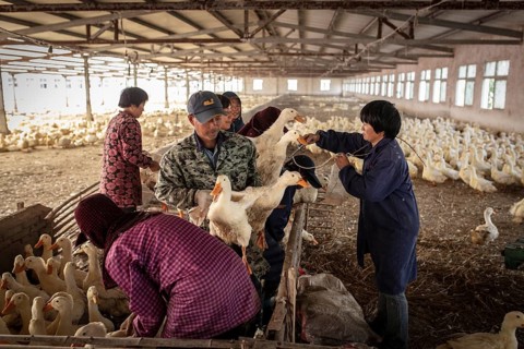 Ducks being vaccinated at the duck breeding centre Jiang Su Xiang Gui Breeding Co. Ltd, Xiang Shui