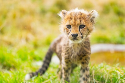 Cheetah (Acinonyx jubatus) youngster walking on a meadow, captive, occurrence Africa