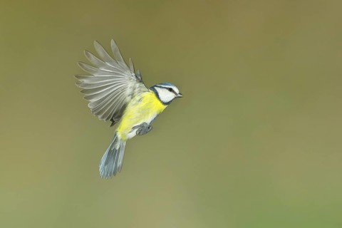 Blue Tit (Parus caeruleus) in flight, aerial photograph, high-speed aerial photograph, Wilnsdorf,