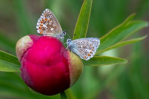 Adonis blue, sky blue blue, Lysandra bellargus, polyommatus bellargus, blue, butterfly, insects,