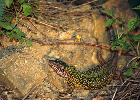 Green lizard, Lacerta viridis, emerald lizard, critters, lizards, lizards, lizards, reptiles,