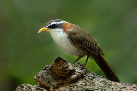 White-browed Scimitar Babbler (Pomatorhinus schisticeps), Bidoup National Park, Vietnam
