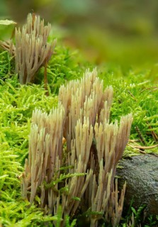 Clavaria apiculata, clavaria densissima, clavariella apiculata, green-tipped coral fungus,