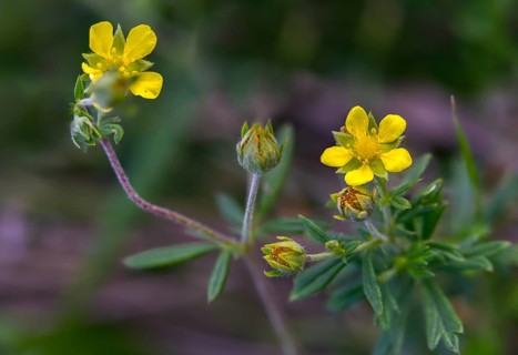 Potentilla argentea, rosaceae, rose family, silver cinquefoil, flora, plants, plants