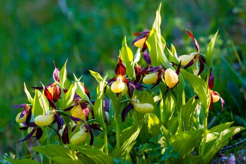 Flowers, plants, blossom, blooms, orchid, orchids, Venus Slipper (Cypredium calceolus), Germany
