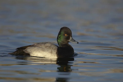 Lesser Scaup (Aythya affinis) male, Arizona, USA