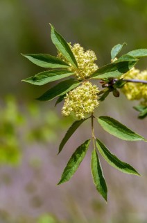 Mountain elderberry, caprifoliaceae, honeysuckle family, stag elderberry, red-berried elder, red
