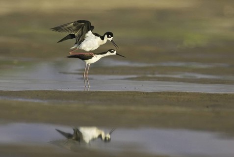 Black-necked Stilt (Himantopus mexicanus), Arizona, USA