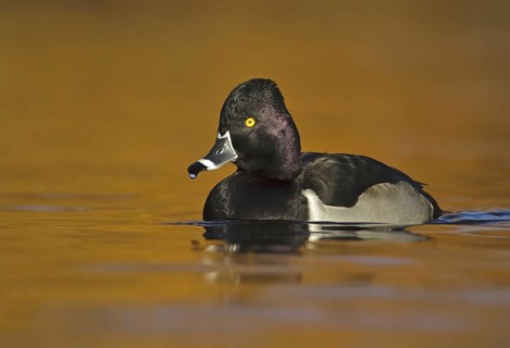 Ring-necked Duck (Aythya collaris) male, British Columbia, Canada