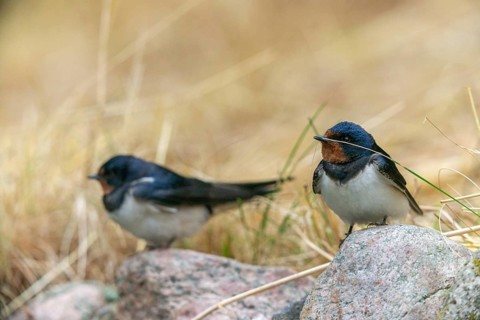 Hirundo rustica, barn swallow, birds, nest building, passeri, swallows, songbirds, songbirds, birds