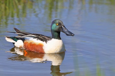Shoveler (Spatula clypeata) swimming on a moorland lake, spring, wildlife, bird, dabbling duck,