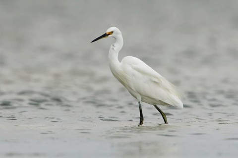 Little Egret (Egretta garzetta) foraging, Victoria, Australia