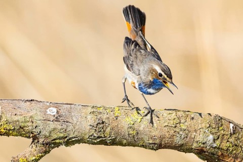 Bluethroat (Luscinia svecica cyanecula) ml Germany