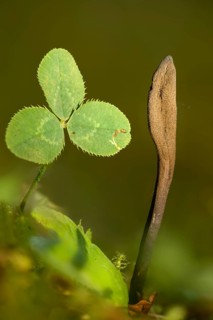 Hairy earth tongue, earth tongue, common earth tongue, rough haired earth tongue, trichoglossum