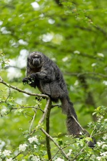 A monkey sitting on a branch in a blooming forest, adult Saki monkey from Isabel's monk, Pithecia