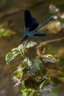 Banded demoiselle, calopteryx splendens, banded dragonfly, Bulgaria, damselflies, dragonflies, high