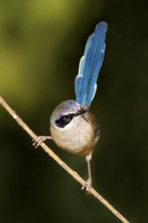 Purple-crowned Fairywren (Malurus coronatus) male, Western Australia, Australia