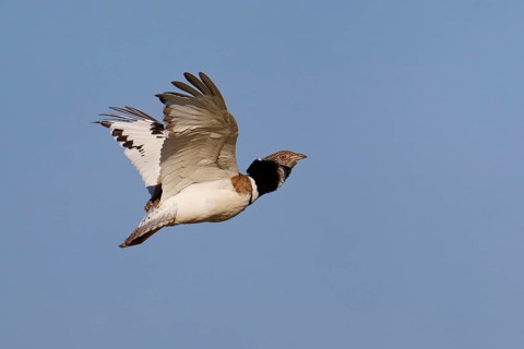 Little Bustard (Tetrax tetrax) in flight, Aragon, Spain